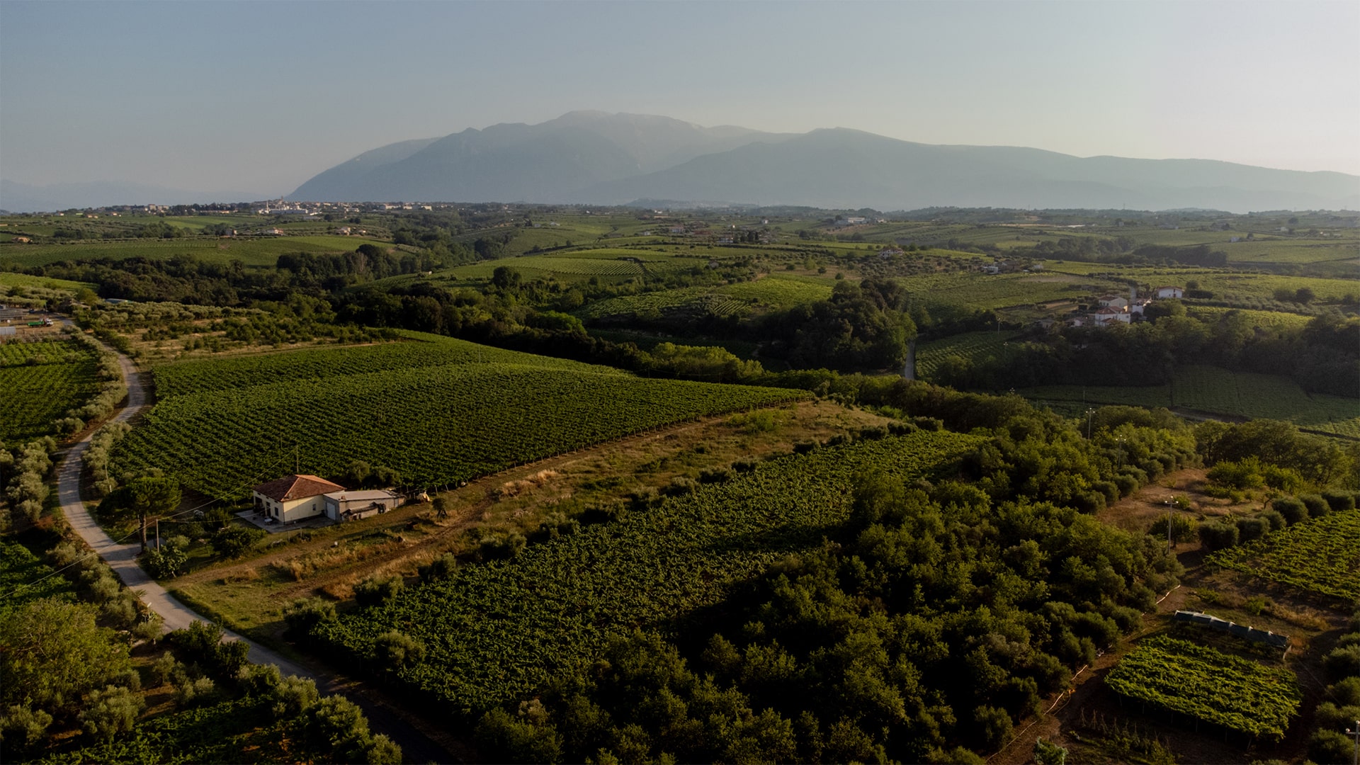 Elenco dei vini tipici abruzzesi: nomi ed etichette più famose
